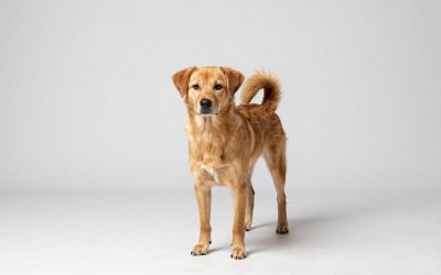 Best Dog Kennels for Outdoor Use: Durable Picks